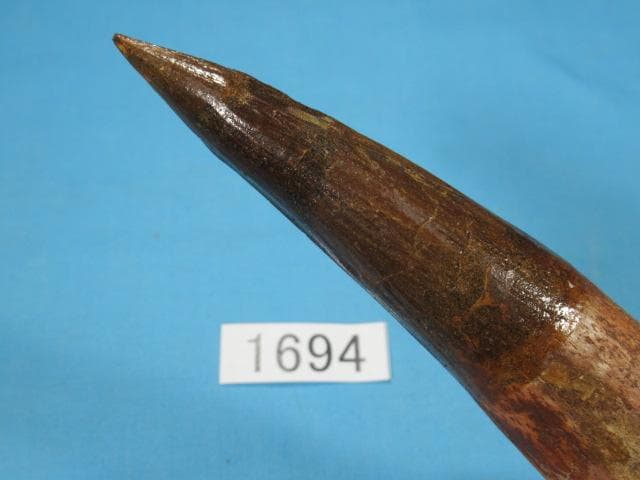 恐竜 スピノサウルスの歯　超特大　１５cm　No.1694