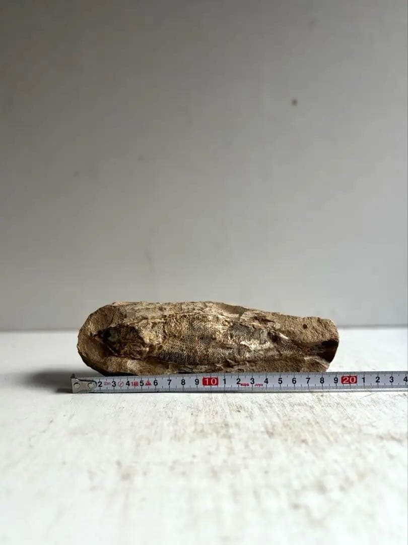 973 化石 中生代白亜紀 古代魚 ラコレピス ブラジル サンタナ層　ノジュール