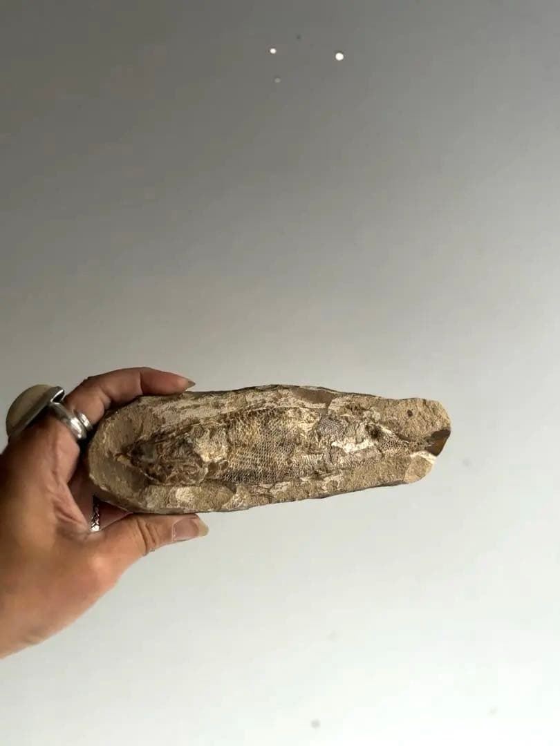 973 化石 中生代白亜紀 古代魚 ラコレピス ブラジル サンタナ層　ノジュール