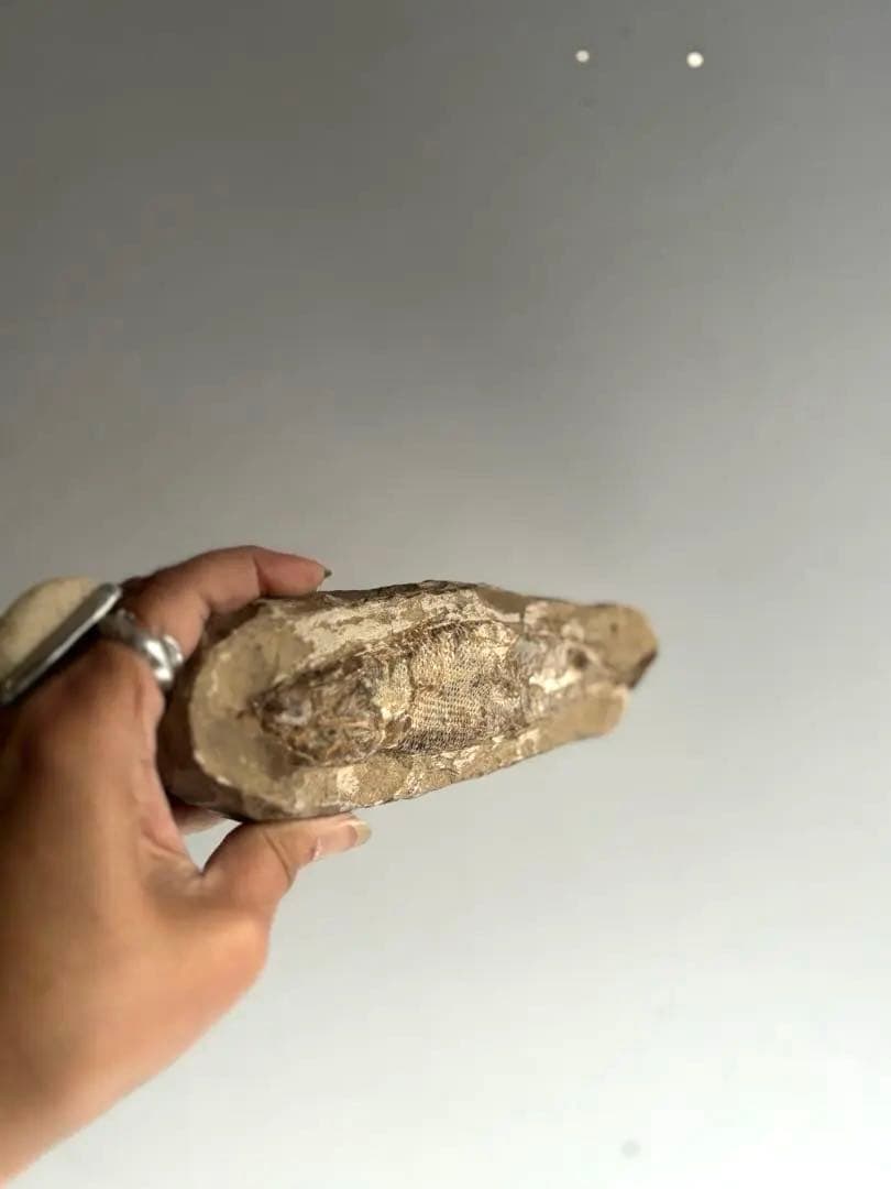 973 化石 中生代白亜紀 古代魚 ラコレピス ブラジル サンタナ層　ノジュール