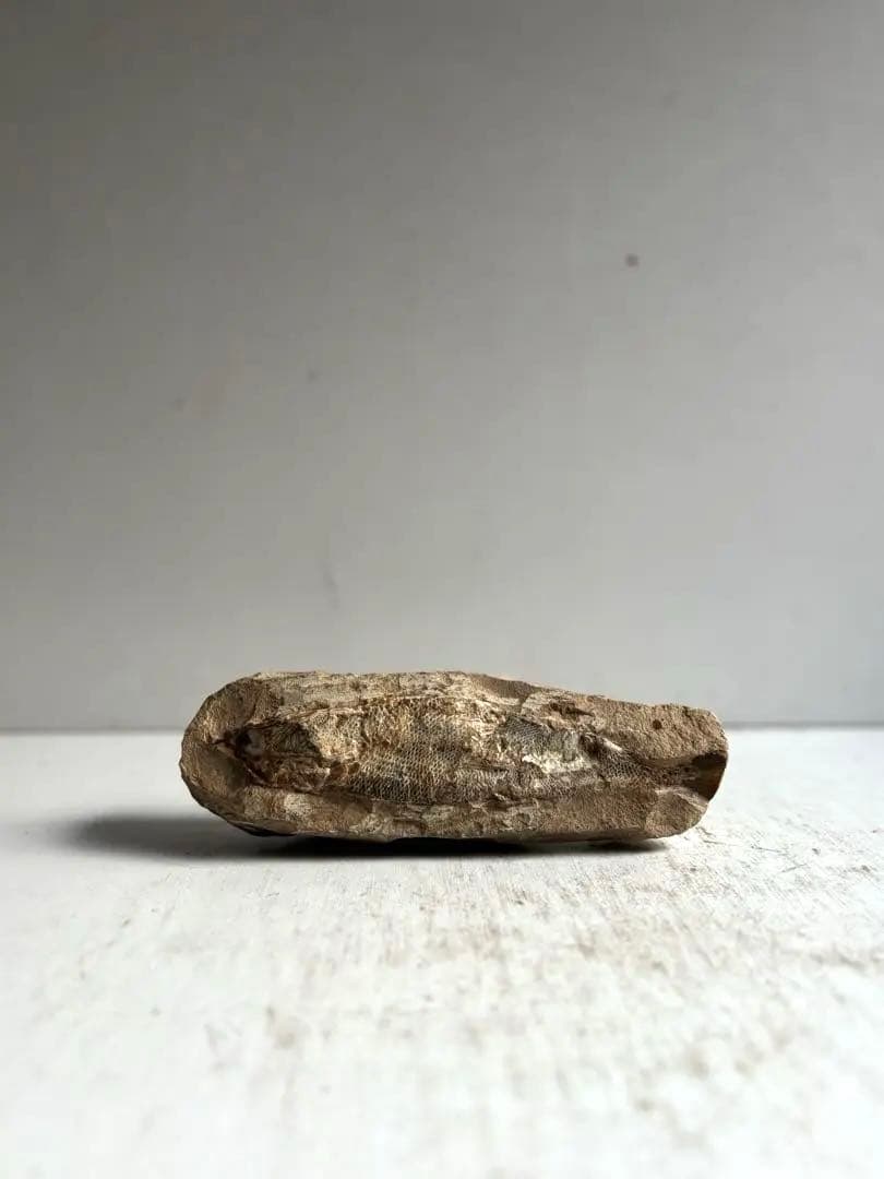 973 化石 中生代白亜紀 古代魚 ラコレピス ブラジル サンタナ層　ノジュール