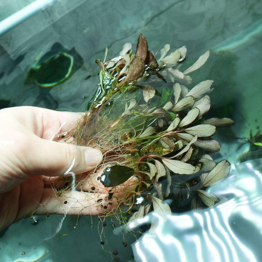 o*y様 Bcephalandra sp Theia 群生株多数