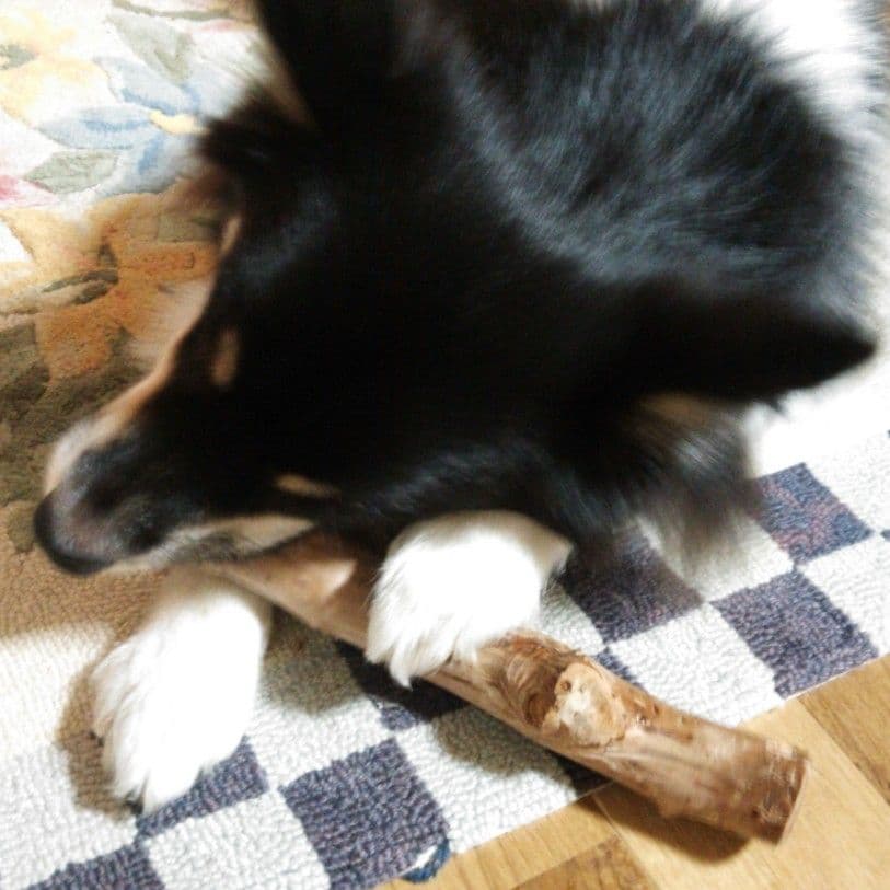 ◉12.犬のおもちゃ、犬用、歯固め梨の木、あまがみ期、小さめ大型犬お試し向き