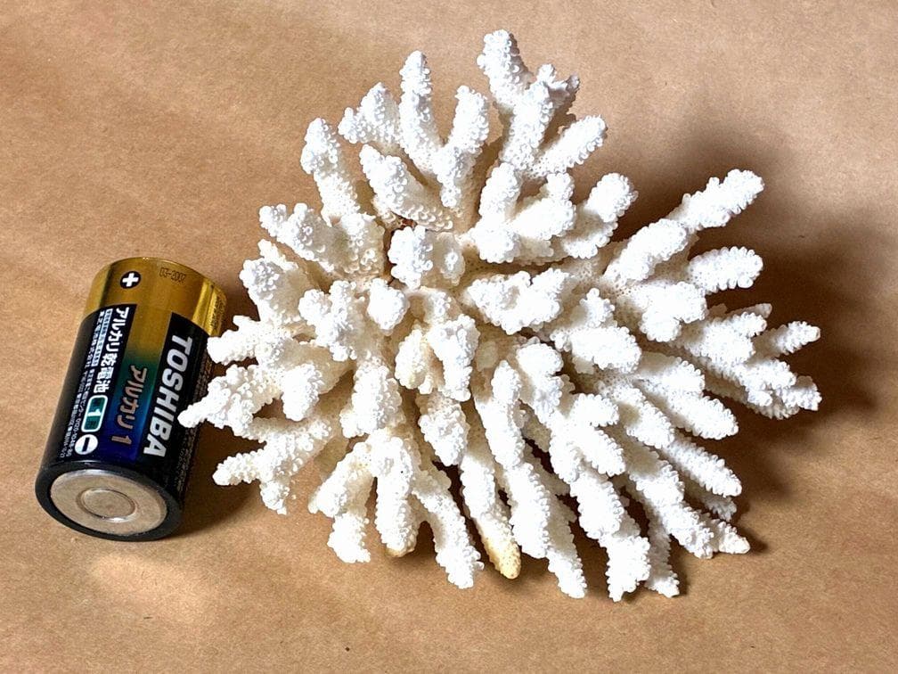 水槽レイアウト用品■白サンゴ■シャコ貝■トウカムリ■ヒレインコ■笠貝■丸ツノカイ