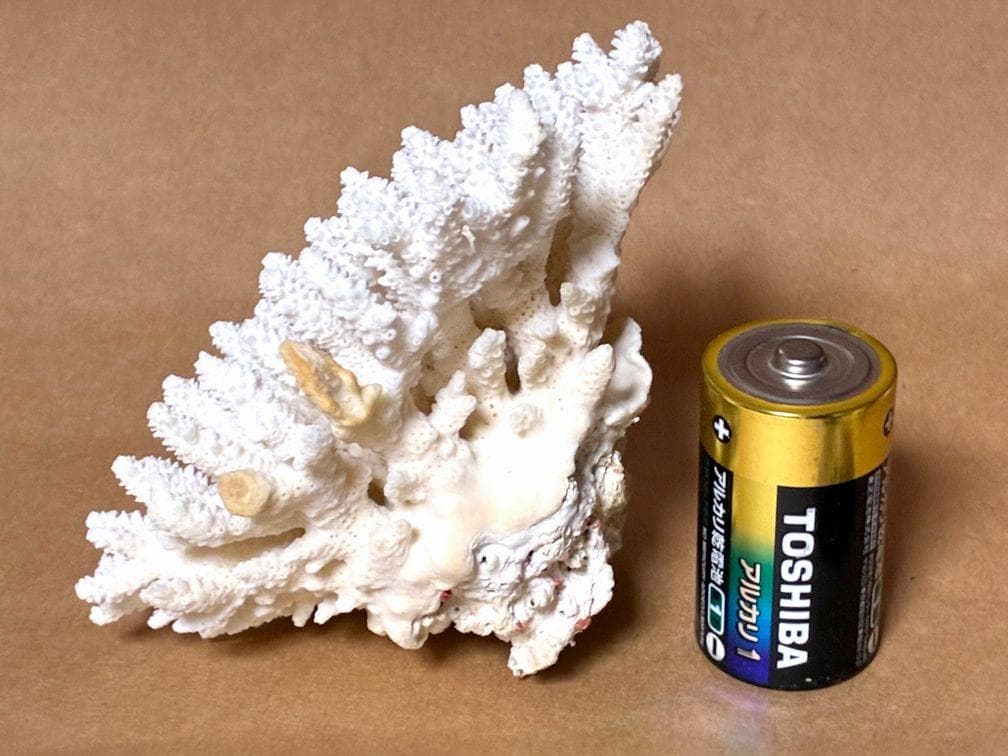 水槽レイアウト用品■白サンゴ■シャコ貝■トウカムリ■ヒレインコ■笠貝■丸ツノカイ