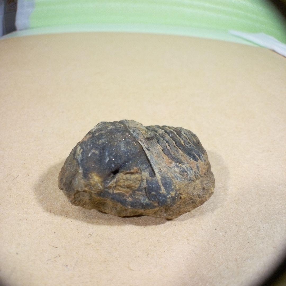 三葉虫　化石　fossil　ボリビア産　レア　Fossil判別⑨