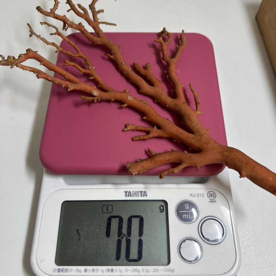 本赤珊瑚原木　重量感あり70g/約24㎝ 蓋無木箱付東Y8-0313☆2Fトサオ