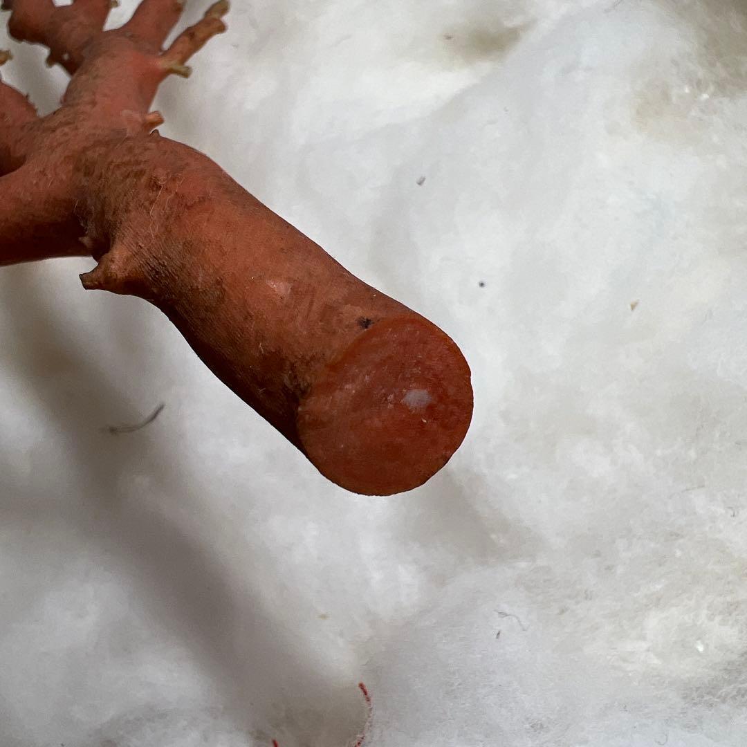 本赤珊瑚原木　重量感あり70g/約24㎝ 蓋無木箱付東Y8-0313☆2Fトサオ