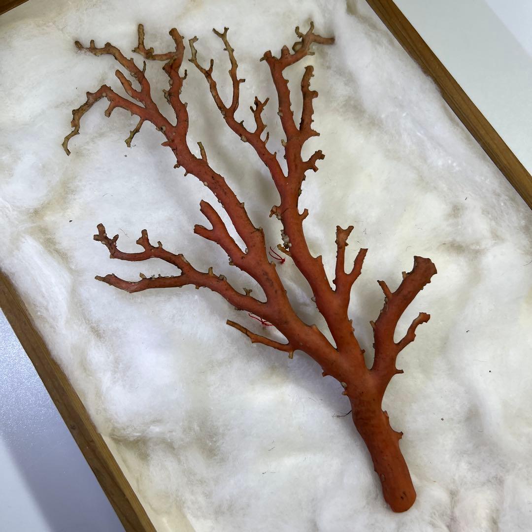 本赤珊瑚原木　重量感あり70g/約24㎝ 蓋無木箱付東Y8-0313☆2Fトサオ