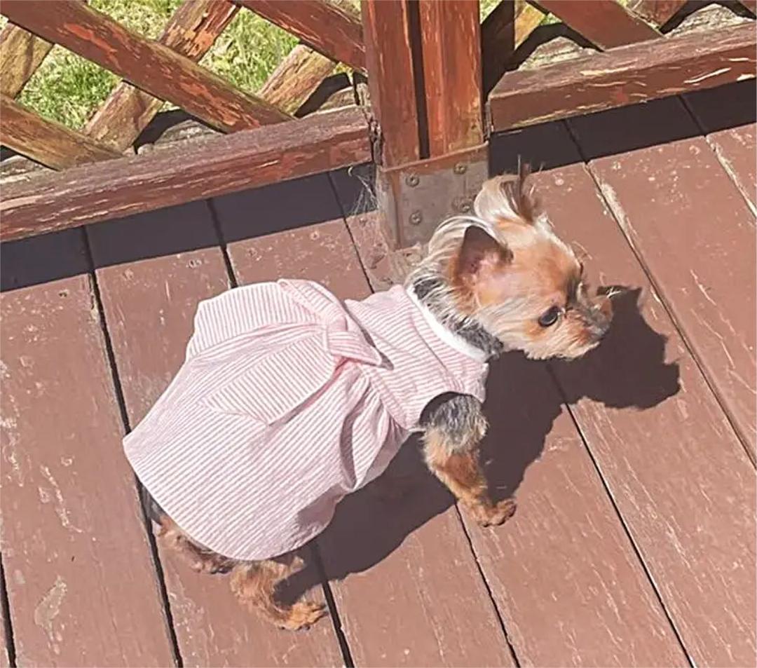 ハンドメイド犬服　ハイウエストリボンワンピ★色違いあり