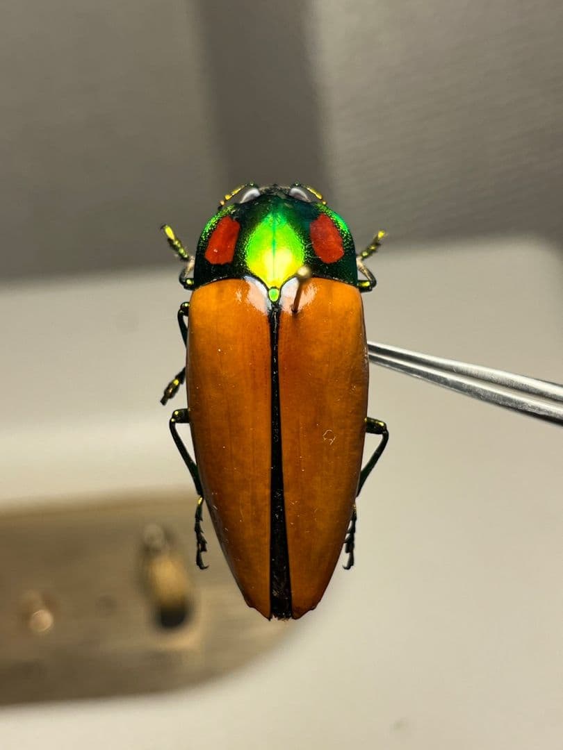 【38mm】種小名にも王の意を持つオウサマムカシタマムシ 標本タマムシ ジンガ