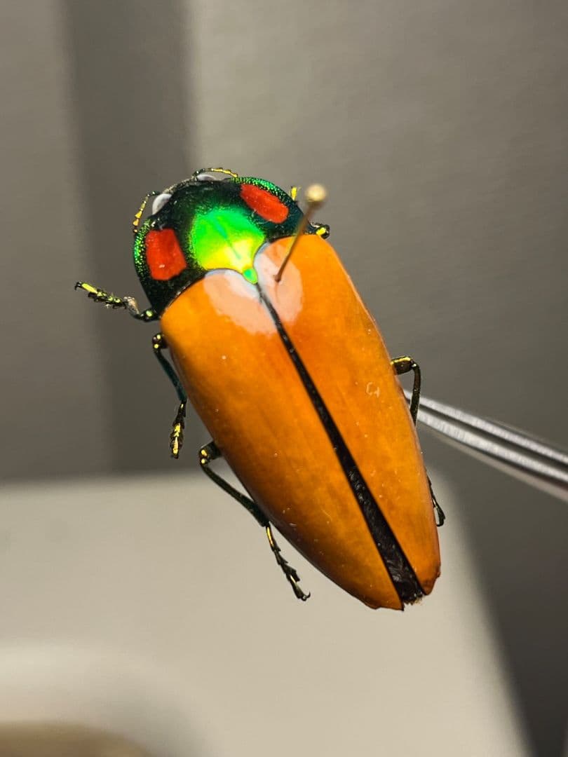 【38mm】種小名にも王の意を持つオウサマムカシタマムシ 標本タマムシ ジンガ