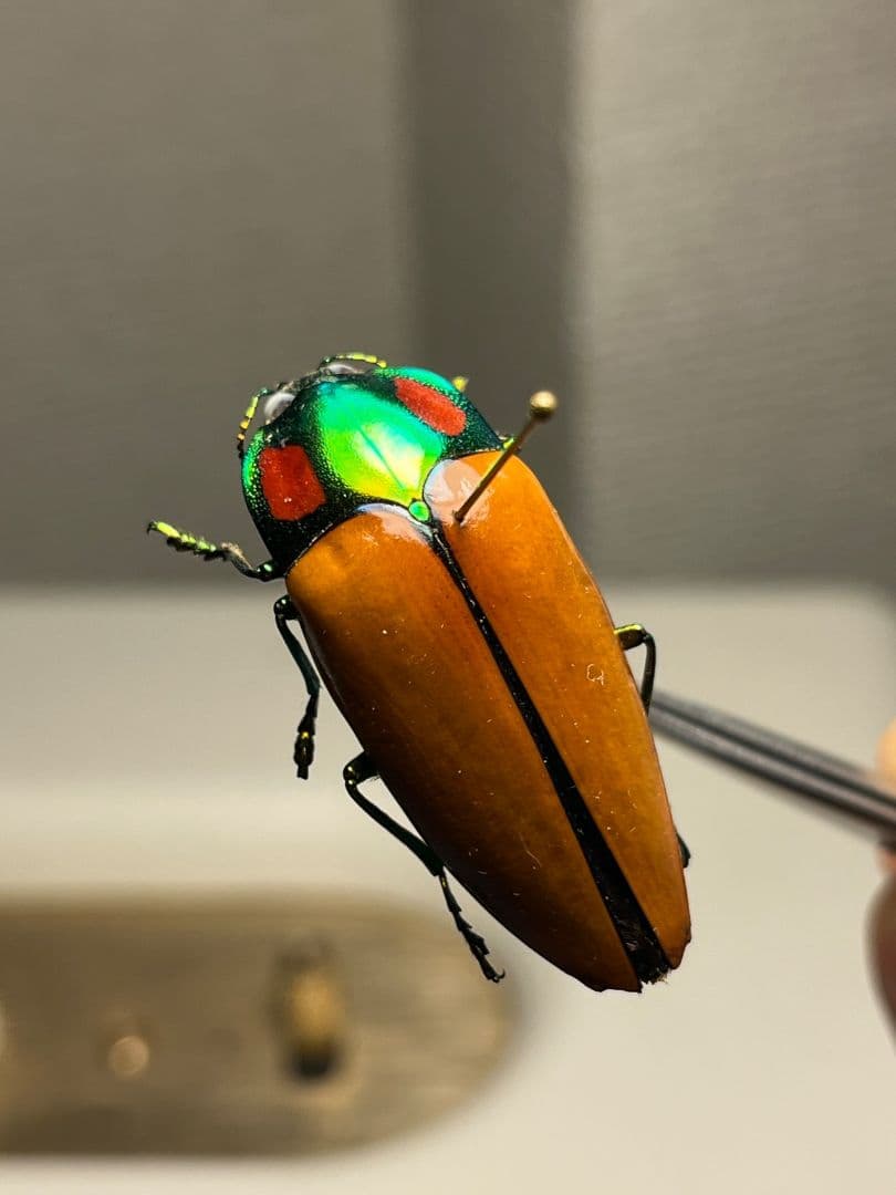 【38mm】種小名にも王の意を持つオウサマムカシタマムシ 標本タマムシ ジンガ
