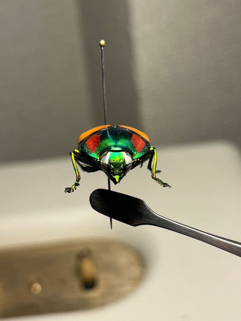 【38mm】種小名にも王の意を持つオウサマムカシタマムシ 標本タマムシ ジンガ