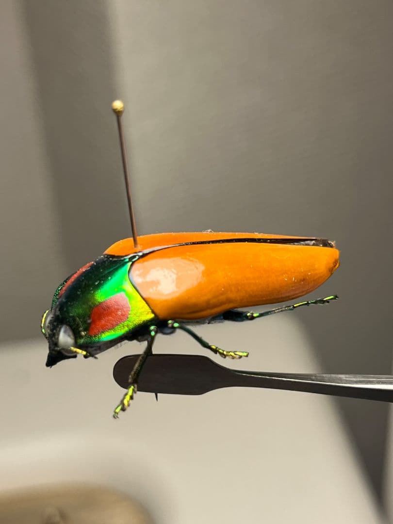 【38mm】種小名にも王の意を持つオウサマムカシタマムシ 標本タマムシ ジンガ