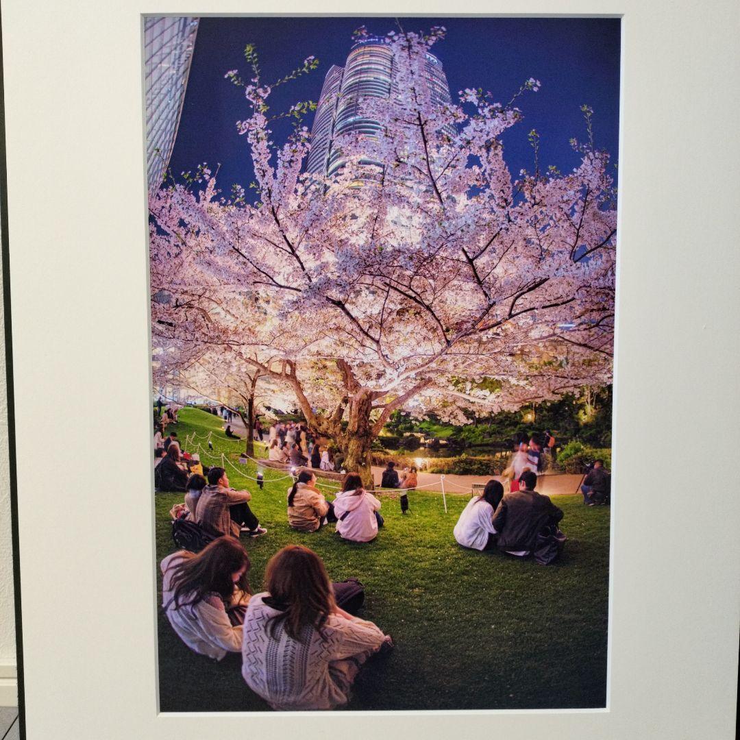夜桜 写真作品 額装 アートパネル 春 都会 夜景 インテリア