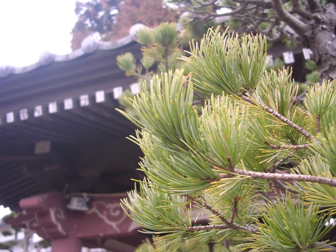 乾電池式/実写美⭕️【動作確認済】 Nikon COOLPIX E3100