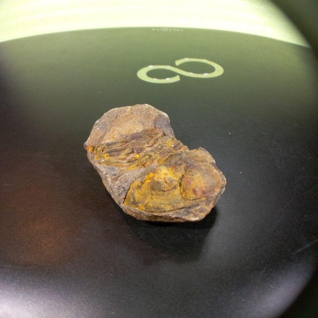 三葉虫　化石　fossil　ボリビア産　trilobite　三葉虫判別⑥