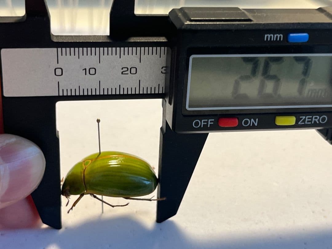 【鶯黄金希少種】枝豆感のあるパマセアタケコガネ ？ 標本 ウグイスコガネ