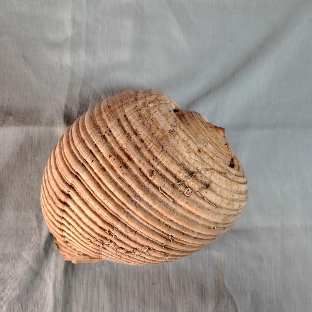 地中海産絶滅危惧種大型巻貝古い貝殻/インテリア置物・鑑賞品 (おまけ付:参考本)