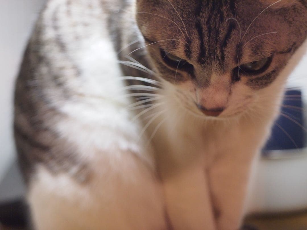 スメナ8Mレンズ装着のOLYMPUS PEN mini E-PM1