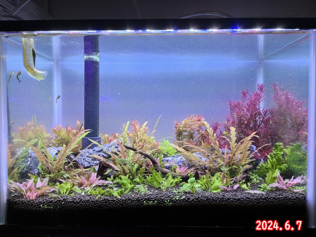 2本★水草育成ライト 高輝度 LED水槽ライト 60cm水槽対応A2272
