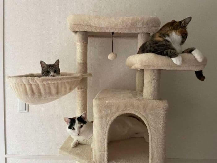 大型猫用キャットタワー スリム省スペース 多頭飼い可 ハンモック付き