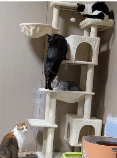 大型猫用キャットタワー スリム省スペース 多頭飼い可 ハンモック付き