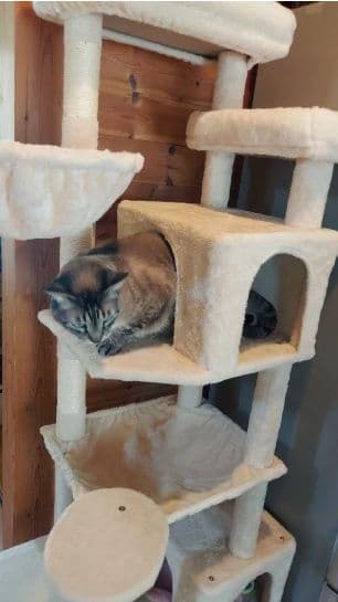 大型猫用キャットタワー スリム省スペース 多頭飼い可 ハンモック付き