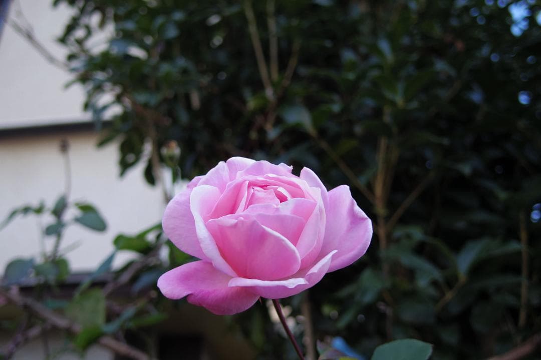 PENTAX 01 STANDARD PRIME 8.5mm F1.9 ガンメタ
