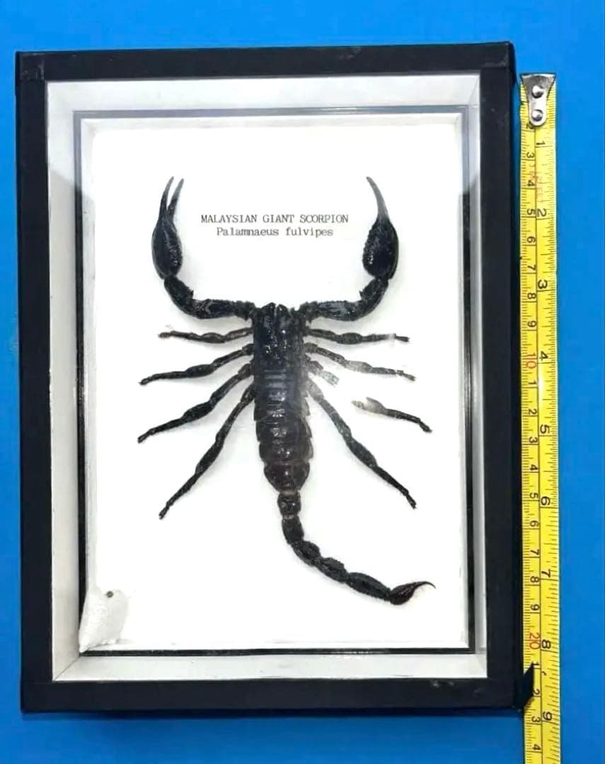 【アジアン雑貨】オオサソリ 剥製　巨大サイズ！マレーシア産　新品　乾燥剤入り