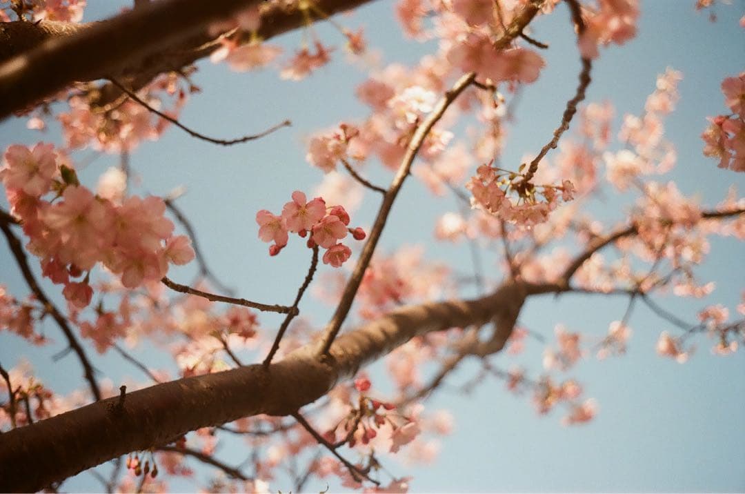 YASHICA ミニマスター III フィルムカメラ