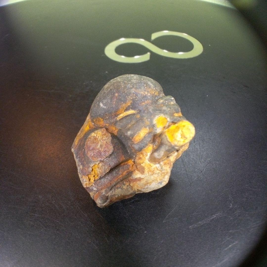 三葉虫　化石　fossil　ボリビア産　trilobite　ボリビア三葉虫郡⑩