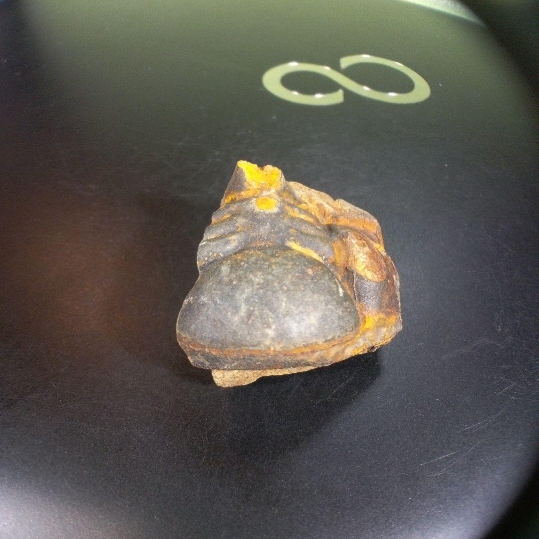 三葉虫　化石　fossil　ボリビア産　trilobite　ボリビア三葉虫郡⑩