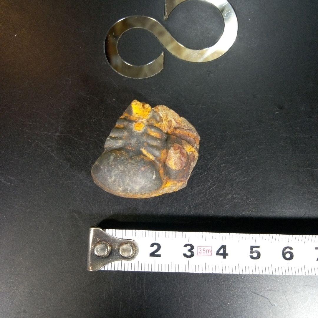 三葉虫　化石　fossil　ボリビア産　trilobite　ボリビア三葉虫郡⑩