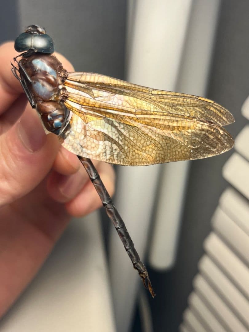 【蜻蛉標本】マルタンヤンマ？　オニヤンマ トンボ 虫除け ストラップ おにやんま