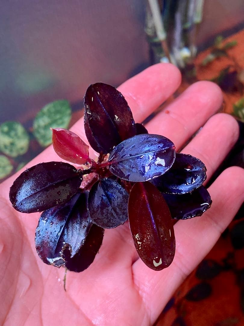 Bucephalandra sp. Violet Bolsom 小群生