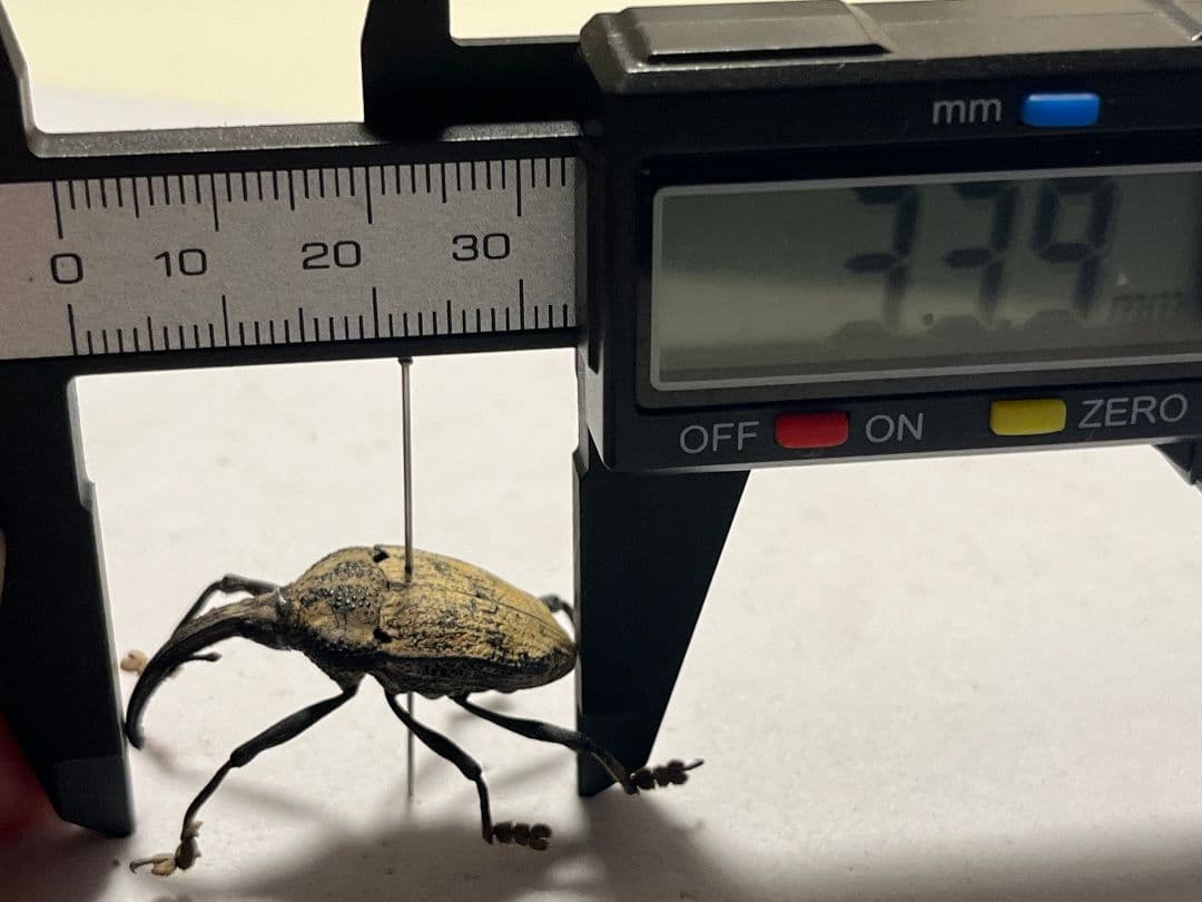 ブラジルのシギゾウムシ 標本カミキリ昆虫ゼリー標本甲虫フンチュウフンコロガシ