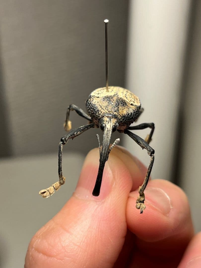 ブラジルのシギゾウムシ 標本カミキリ昆虫ゼリー標本甲虫フンチュウフンコロガシ