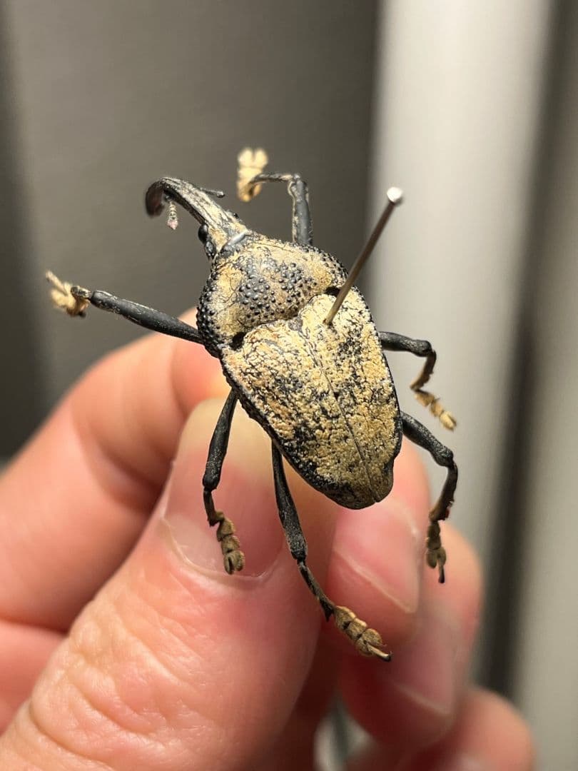 ブラジルのシギゾウムシ 標本カミキリ昆虫ゼリー標本甲虫フンチュウフンコロガシ