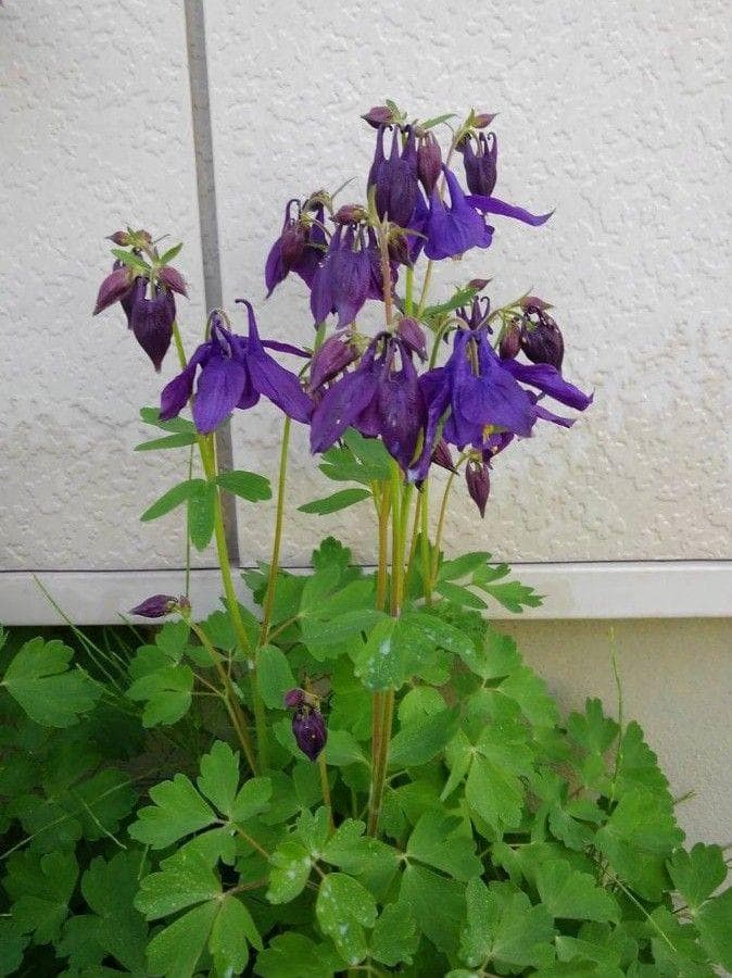 ライフウェーブ　アラビダパッチ+花種3種