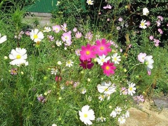 ライフウェーブ　アラビダパッチ+花種3種