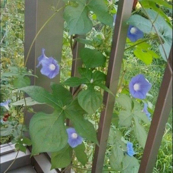ライフウェーブ　アラビダパッチ+花種3種