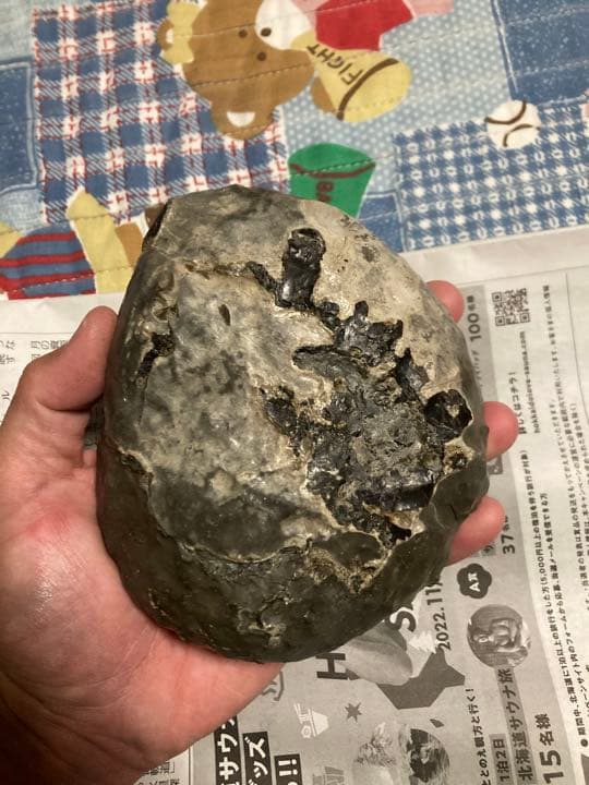 北海道　アンモナイト　中頓別　スレ　化石　/恐竜　三葉虫