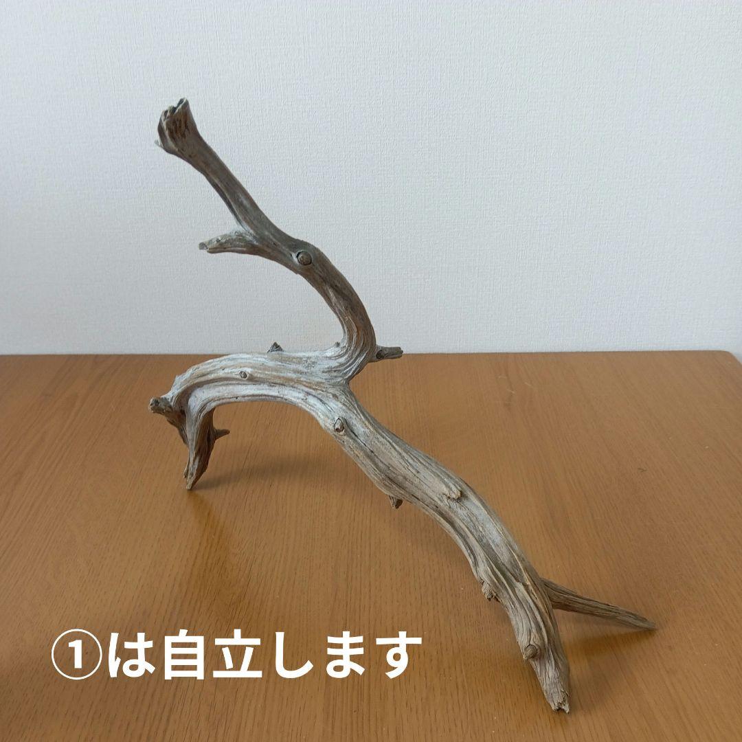流木　NO.52