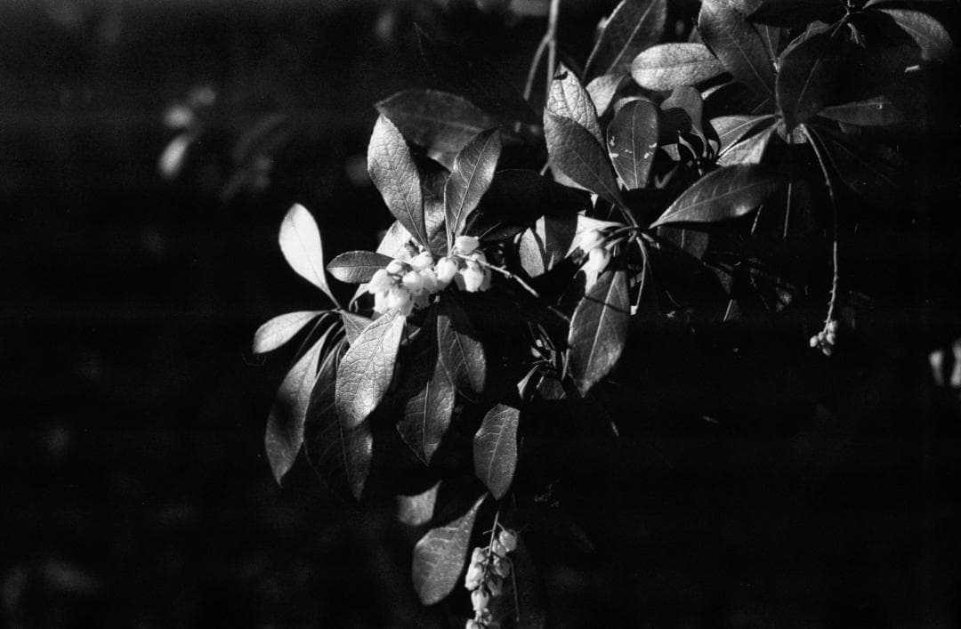 ＜作例あり＞CONTAX RTS 単焦点レンズ付 フィルムカメラ　試写済み