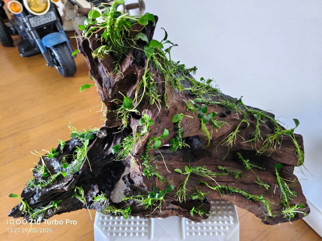早い者勝ち！大型流木レイアウト アヌビアスナナ活着済み 完成品