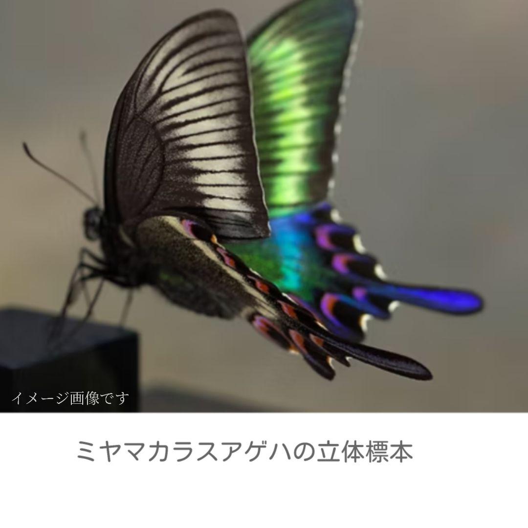 蝶標本 ミヤマアゲハ 立体標本