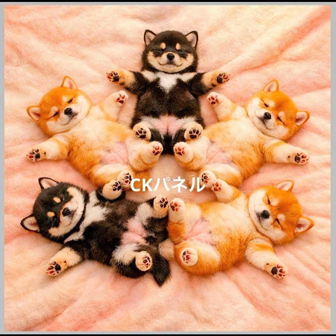 激レアポメラニアン、柴犬、パグ、チワワ、トイプー、マルチーズパネル生地