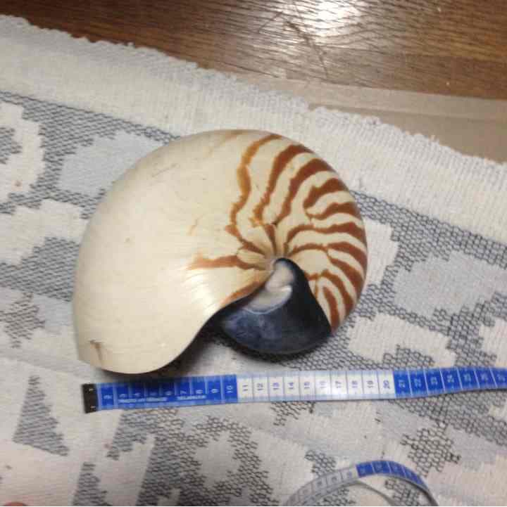 オウムガイ 貝殻